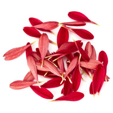 Kırmızı krizantem çiçek yaprakları 