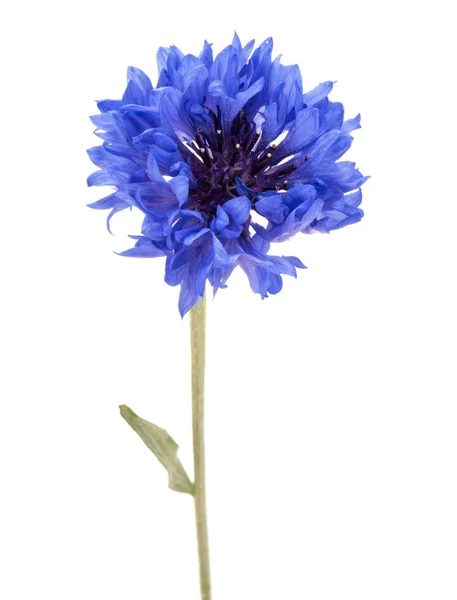 Erva de milho azul — Fotografia de Stock