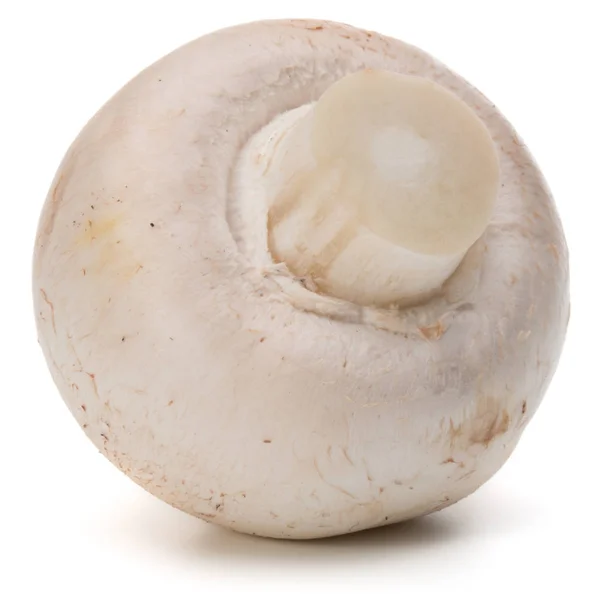 Verse champignon paddestoel — Stockfoto