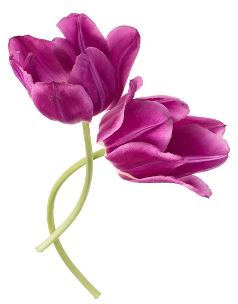 Flores de tulipa lilás — Fotografia de Stock