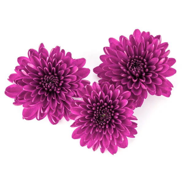 Lila krysantemum blommor — Stockfoto