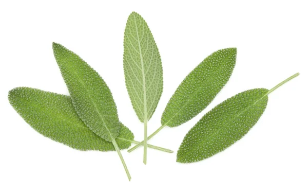 Fresh sage leaves — Stock Photo, Image