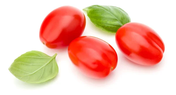 Čerstvá švestka rajčata s bazalkou listy — Stock fotografie