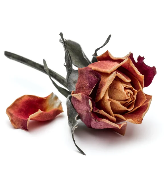 Gedroogde rose bloem — Stockfoto