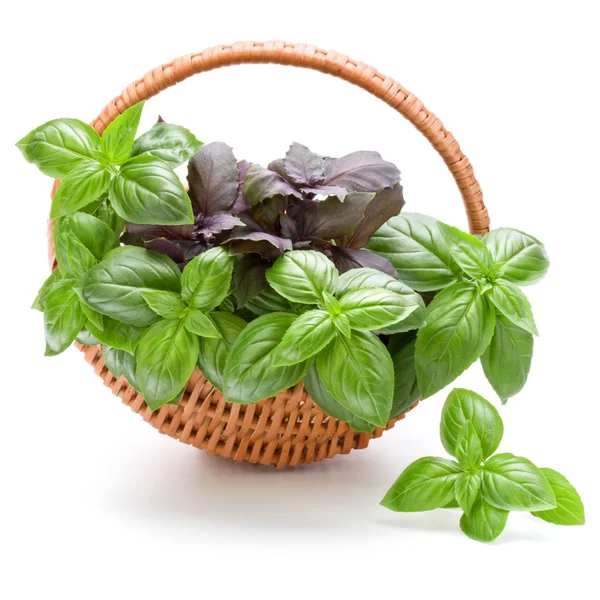 Sepet içinde fesleğen yaprakları 