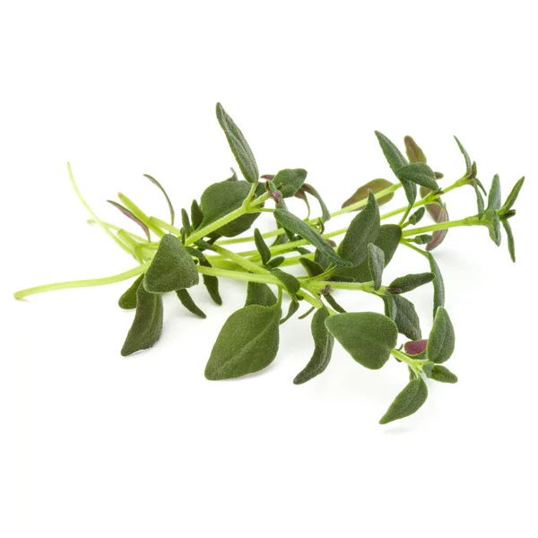 Thyme fresh herb — Stock Photo, Image