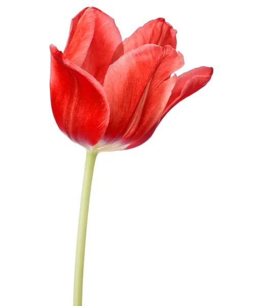 Czerwony tulipan kwiat — Stockfoto