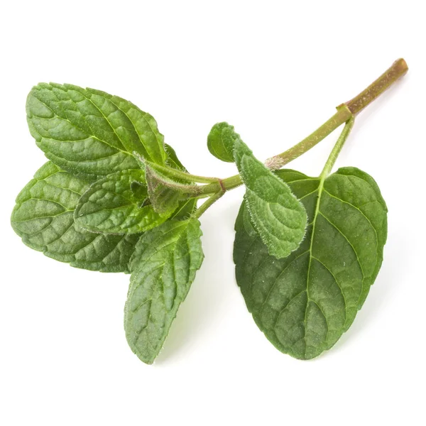 Fresh mint leaves — Stock Photo, Image