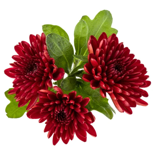 Fleurs de chrysanthème rouge — Photo