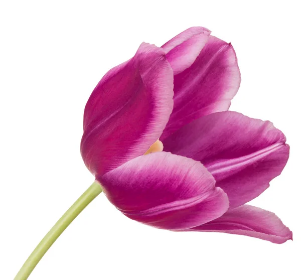 Flor de tulipán lila — Foto de Stock