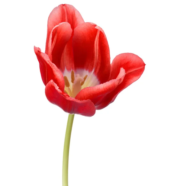 Rote Tulpenblüte — Stockfoto