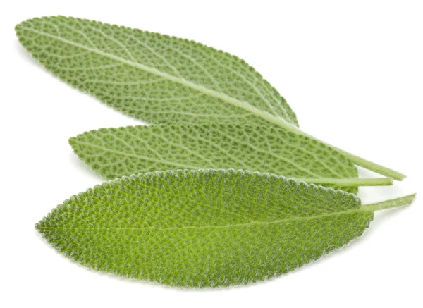 Fresh sage leaves — Stock Photo, Image