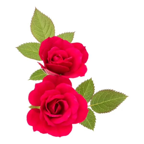 Rosenblütenstrauß — Stockfoto