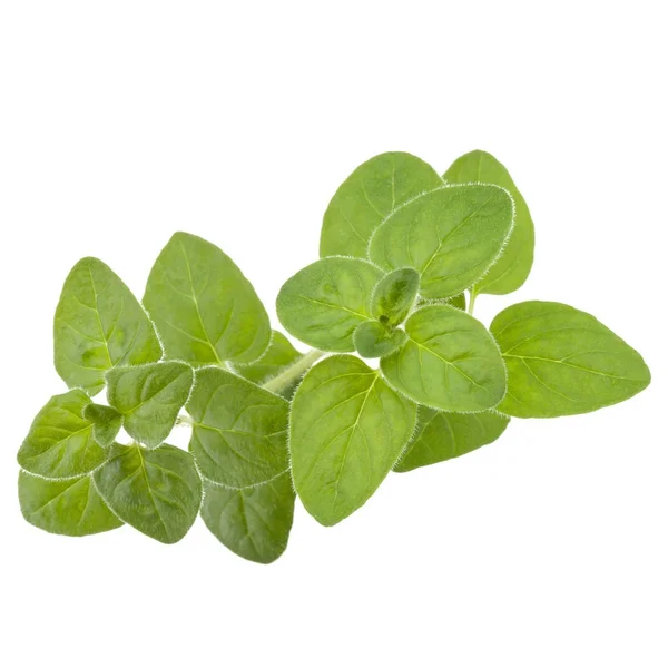 Oregano or marjoram leaves — Stock Photo, Image
