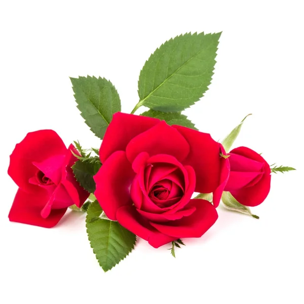 Rosenblütenstrauß — Stockfoto