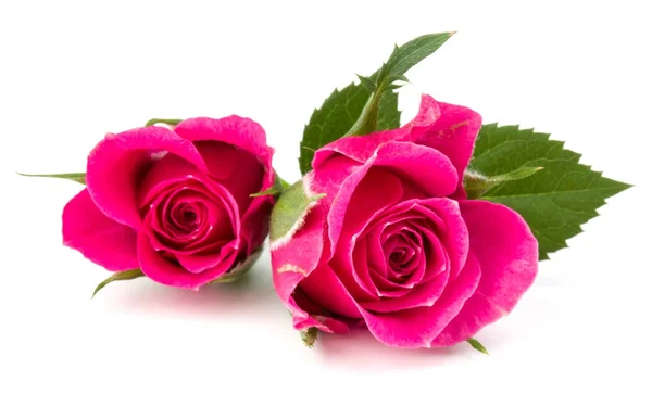 Rosa rosa flores — Foto de Stock