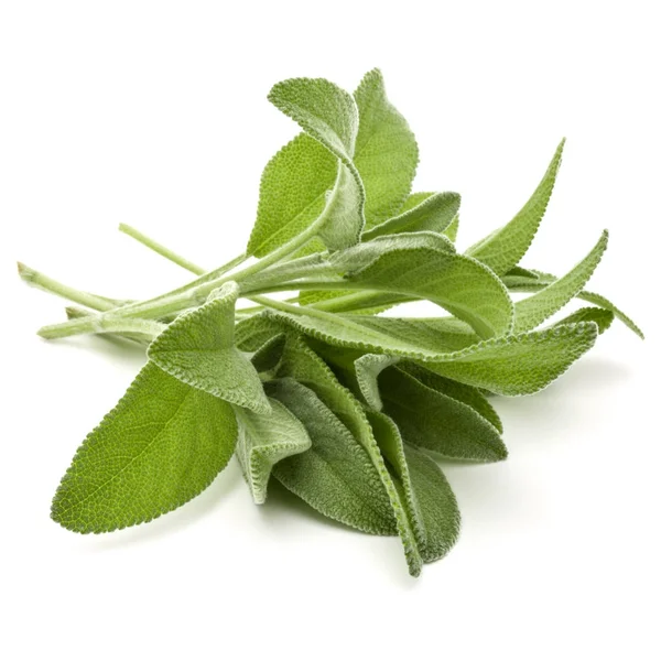 Sage herb leaves — Stock Photo, Image