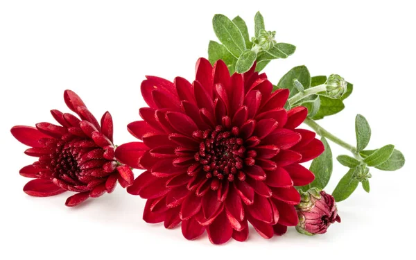 Rode chrysant bloemen — Stockfoto