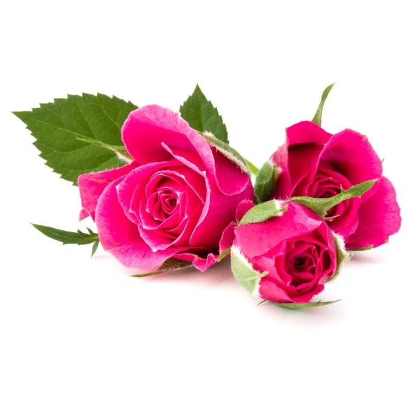 Pink rose flowers — Stock Photo, Image