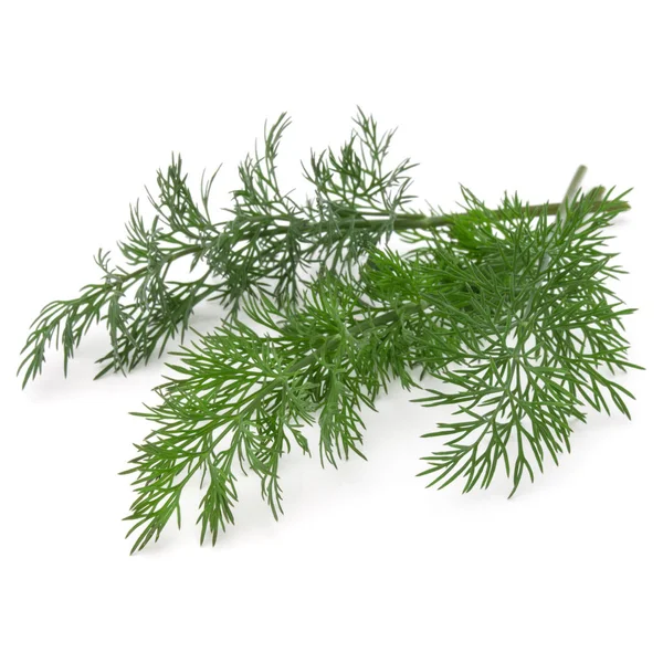 Branch of green dill Royalty Free Stock Images