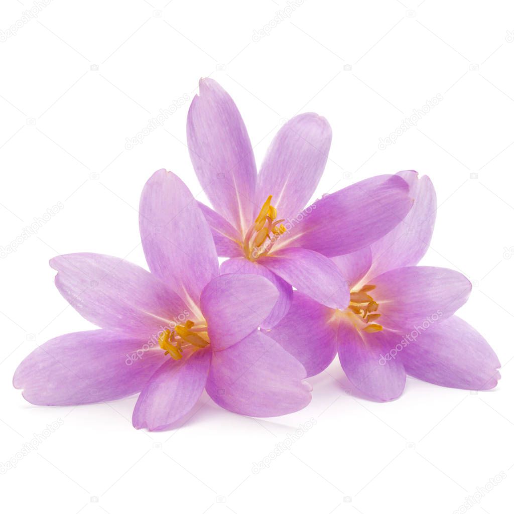 Lilac crocus flowers 