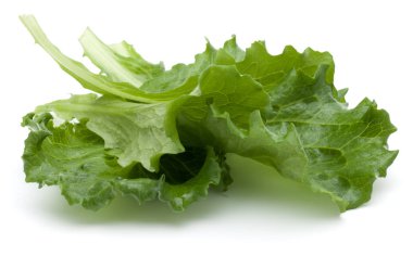 Yeşil hindiba yaprağı 