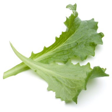 Yeşil hindiba yaprağı 