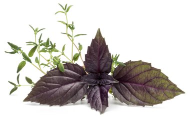 Kırmızı fesleğen ve kekik 