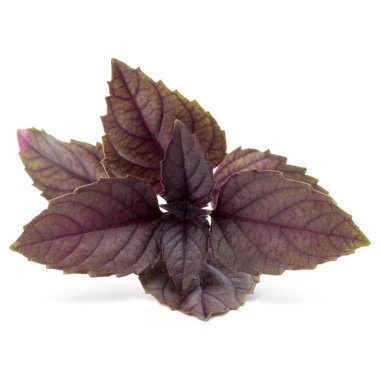 Kırmızı fesleğen yaprağı 