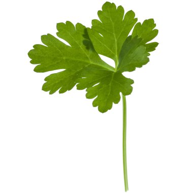 taze yeşil maydanoz 