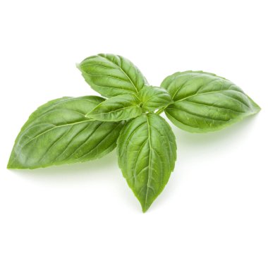 Yeşil fesleğen yaprağı 