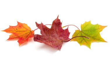 Renkli sonbahar akçaağaç yaprakları