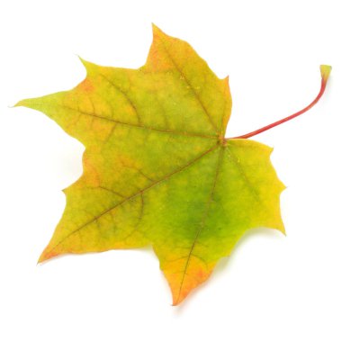 renkli sonbahar akçaağaç yaprağı 