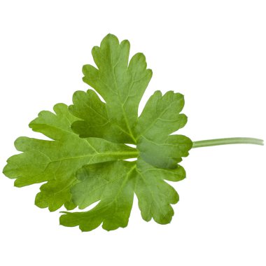taze yeşil maydanoz 