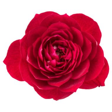 kırmızı gül çiçek