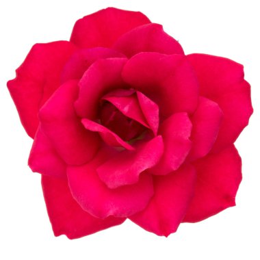 kırmızı gül çiçek