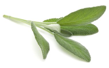 adaçayı bitki yaprakları 