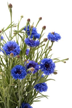 Mavi Peygamber buket