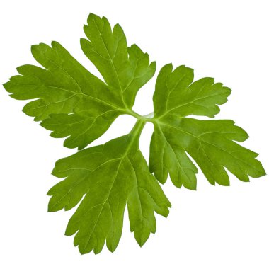 taze yeşil maydanoz 