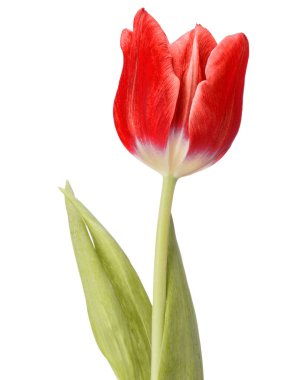 kırmızı lale çiçek 