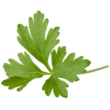 taze yeşil maydanoz 