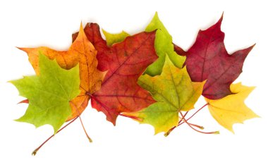 Renkli sonbahar akçaağaç yaprakları