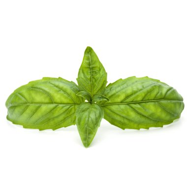 Yeşil fesleğen yaprağı 