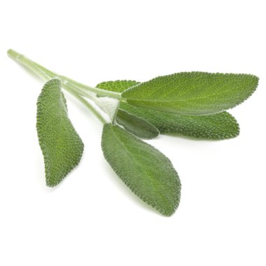 adaçayı bitki yaprakları 