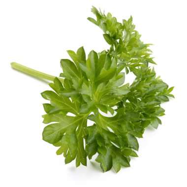 taze yeşil maydanoz 