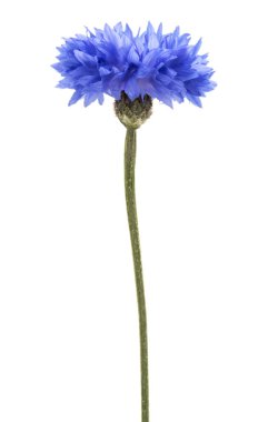 Mavi Peygamber Çiçeği Herb 