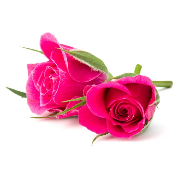 Rosa rosa flores — Foto de Stock