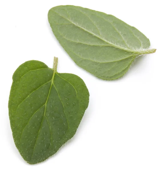 Листья орегано или майорана — стоковое фото