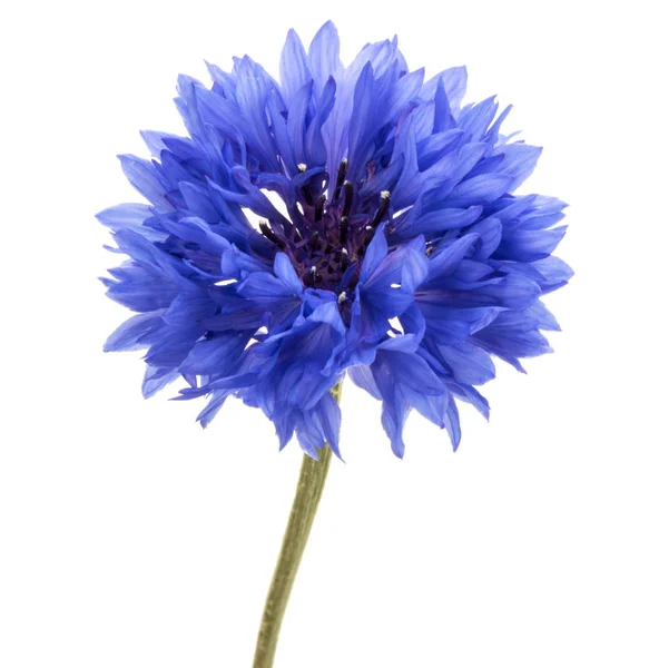 Blauwe Korenbloem kruid — Stockfoto