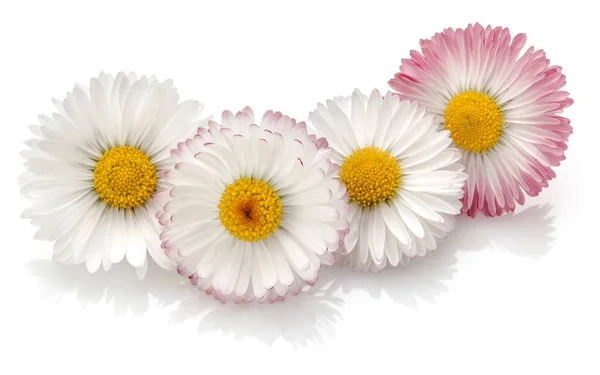 Gyönyörű százszorszép virág — Stock Fotó